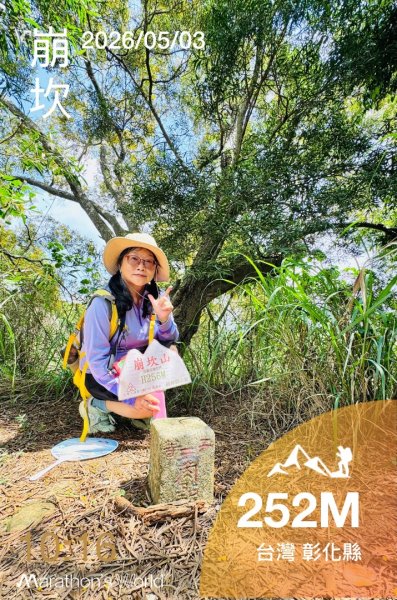 追逐139的金黃花海/相思樹 順訪崩坎山 松子嶺 樟普寮山 西施厝坪山和小百岳橫山3046410