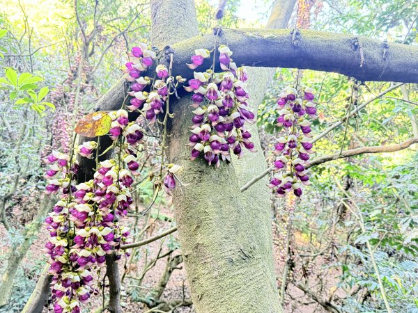 草尾嶺步道血藤花大爆開    2025.3.272748147