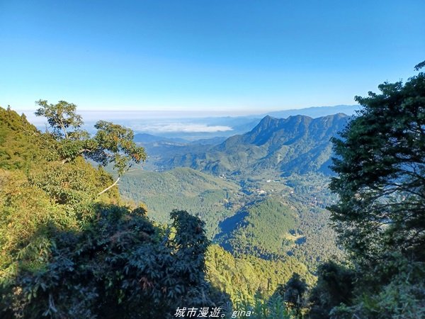 【南投。竹山】茶園竹林巨木櫻花景緻很美(四連峰)。 小百岳集起來。 編號54小百岳金柑樹山1624807