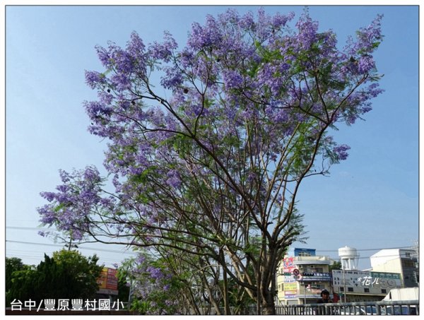 藍花楹花開1693118