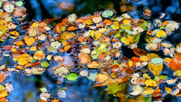 秋田縣白神山地十二湖2929776