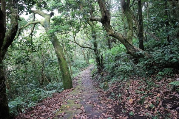 紗帽山  清代陳何界石  舉人功名旗座 清代舉人陳霞林祖母墓園，日治太子亭，看盡草山百年變化～紗帽山2189500