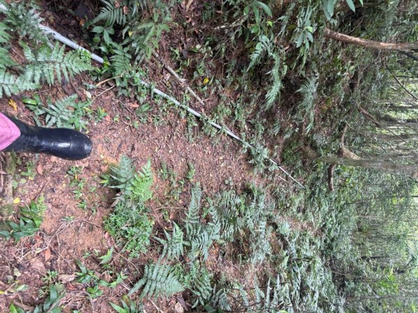 頭城火車站-頭圍山-礁水坑山南峰-礁水坑山-鶯子嶺2867046