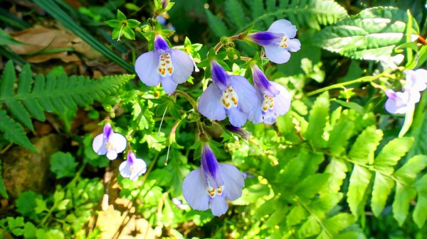 紫花酢醬草2739931