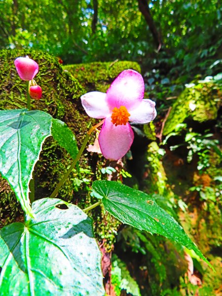 夏觀碧草如茵：頂山石梯嶺步道648321