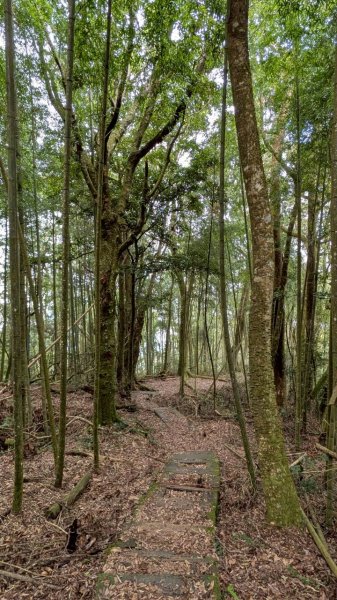 嘉南雲峰、石壁山步道3049101