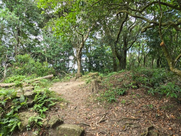 桃園石門山（小百岳）2910067