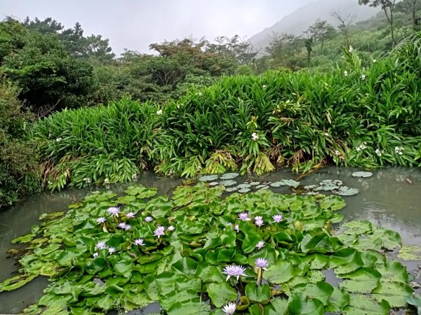 【臺北大縱走1+2】二子坪面天山向天山池封面