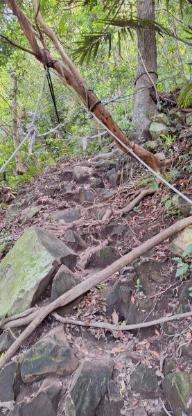 【2024觀音觀鷹尋寶任務】一日走完七條步道完成!2508388