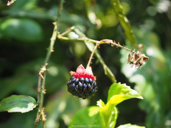 《新北》草原牛群｜貢寮桃源谷步道(內寮線)201805172887821