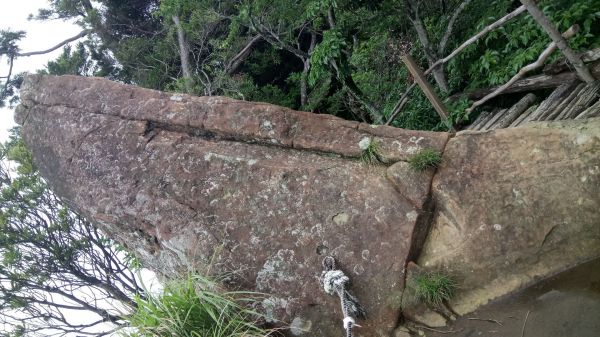 北得拉曼山登山步道神木區及內鳥嘴山連走356755