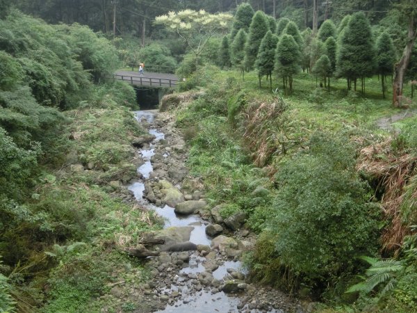 溪頭銀杏神木彩虹橋459529