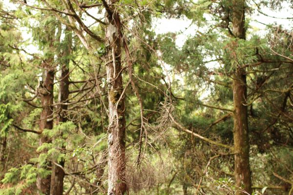太平山檜木原始林步道181592