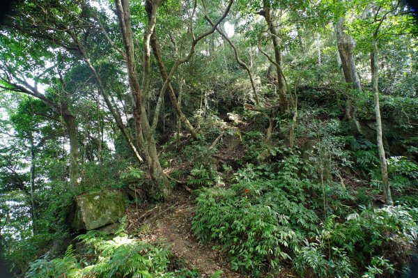 新竹 尖石 蓮包山、外鳥嘴山2914324