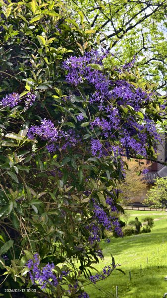 #緣道觀音廟 #北海福座 #萬代福 #黃花風鈴木 #錫葉藤 #青帶鳳蝶 #昭和櫻 #吉野櫻 3/123014058