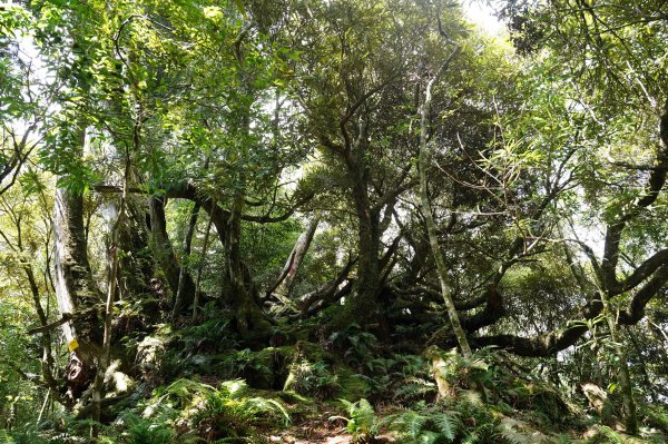 新北 烏來 山車廣山、檜山2567379