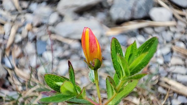 合歡山群峰（南峰、石門山、尖山、東峰）2626820