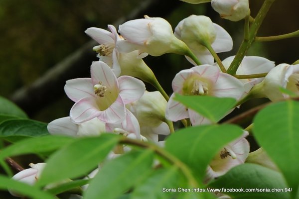 2026 D0411 ｜鐘萼木 台北就有