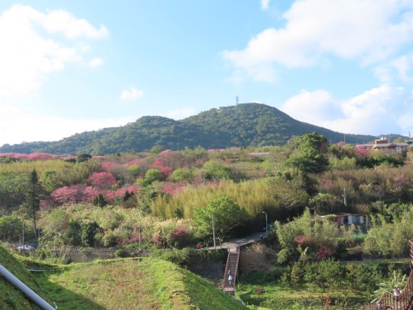 ［鵝尾山水田稻浪棧橋］+炮仗花（2024/1/29）2417393