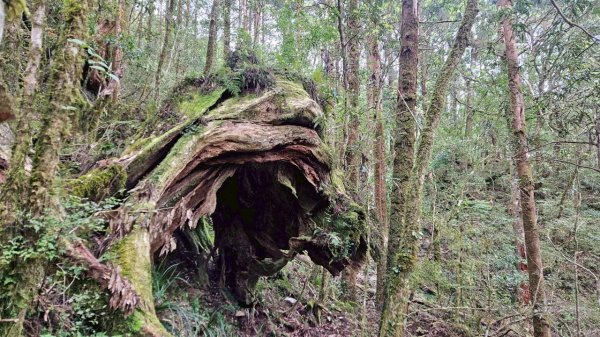 20250420古魯古道-大元山-大元國小2767385