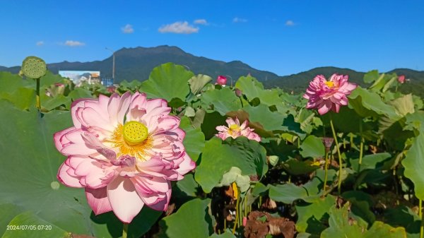 雲山水花鳥蝶 - 天龍國阿伯的日常7/5 #台灣粉蝶 #端紅蝶 #青斑鳳蝶 #青帶鳳蝶2543420