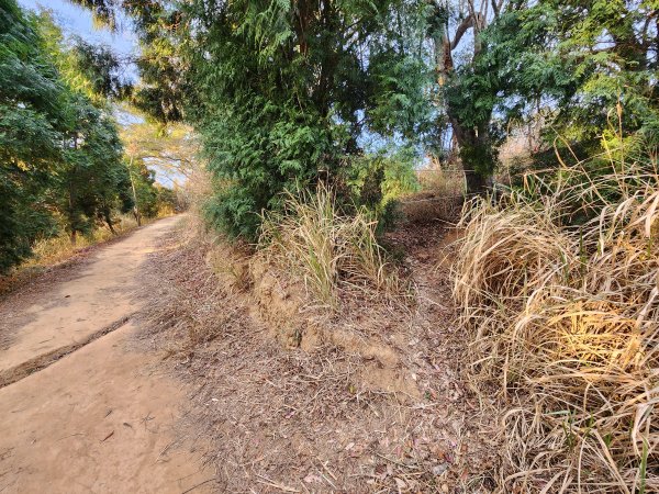 20260125口山步道2995128