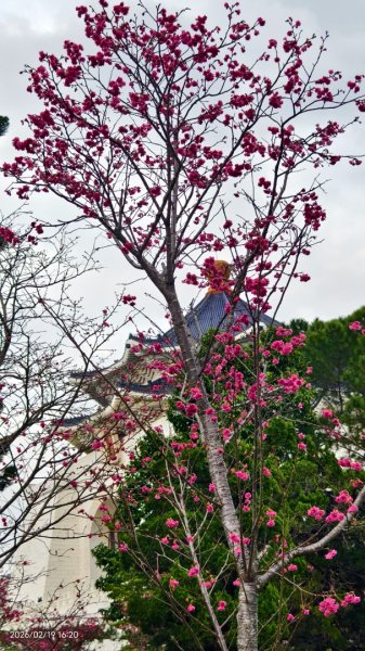 #虎山  #101大樓  #國父紀念館 #河津櫻 #中正紀念堂 2/193002651