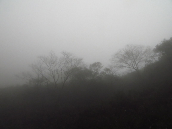 雲霧中遊走七星山之美33422