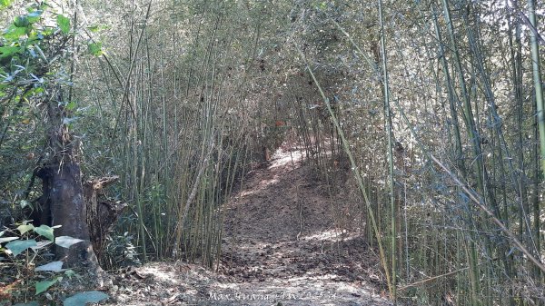 《南投》古道巡禮｜八通關古道社寮線蜈蚣崙段202511152937038