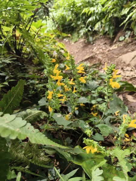 [百山百鳥尋旅-11/15] 2025_0927 大屯主峰-連峰步道_大屯山南峰2899408