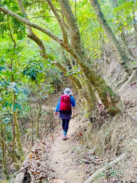烏山嶺水利古道順走竹高崙山3連峰2669922