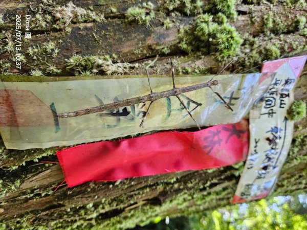 【菁桐】巡山東勢格古道全段加碼臭頭山2848028