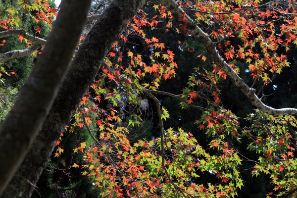 【南投~仁愛】清境農場賞銀杏落羽松楓紅1209032