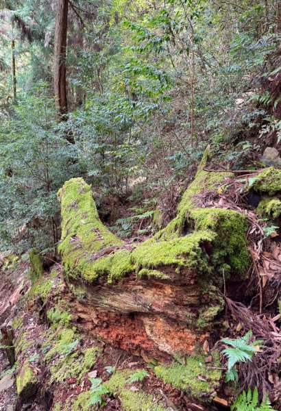 觀霧-檜山巨木群步道2925568
