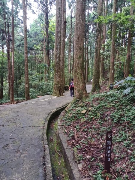 【桃園復興】台灣百大必訪步道。 東眼山森林遊樂區-東眼山自導式步道2835955