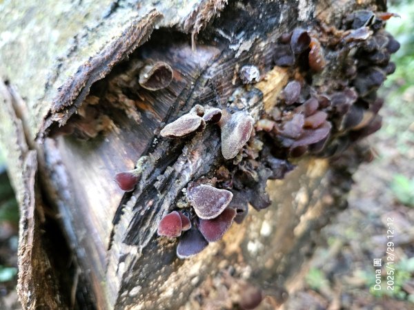 20251229石龜坑山上白石山下白石埤O走+阿姆坪2976690