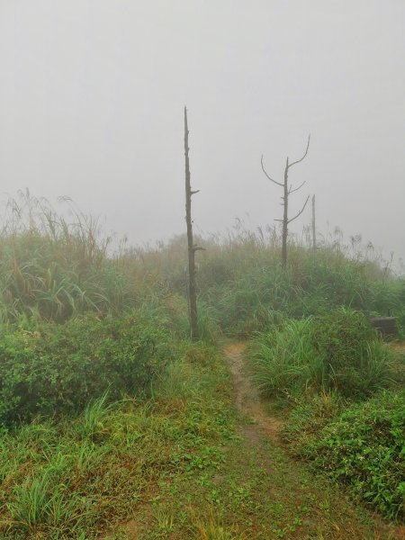 基隆七堵~雨霧中散步。 #小百岳姜子寮山867761