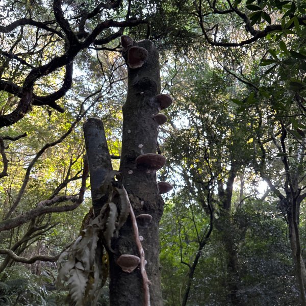 七星山苗圃路線2922627