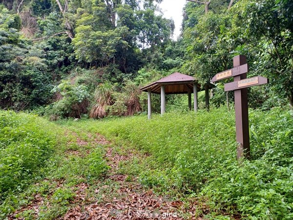 【台中霧峰】低海拔生態林相悠美。 奧山步道、桐林花廊步道、樟樹林步道、北坑溪步道O繞2570480