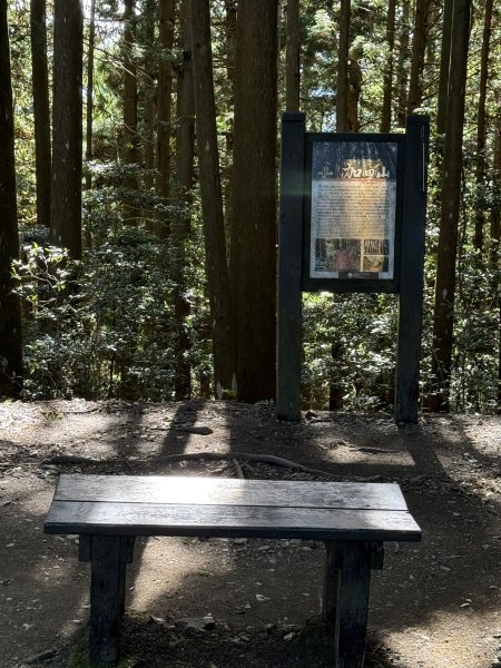 加里山O繞20250713(大坪登山口-杜鵑嶺-加里山-避難小屋-大坪登山口)2836893