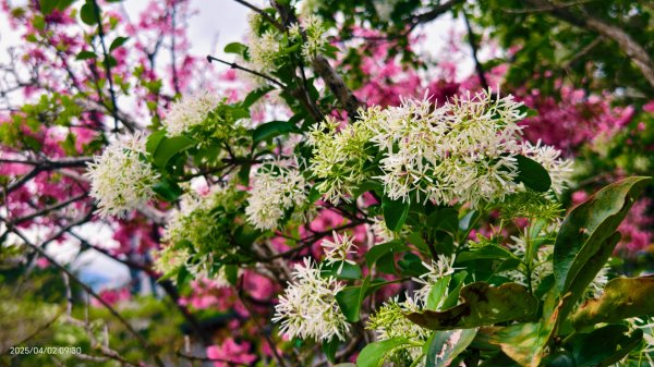 #綠繡眼 訪花 #吉野櫻 #天元宮 #楓樹湖 03162750801