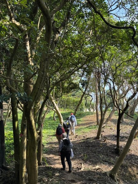 2025-0204 鶯歌_大凍山_三角埔頂山_迴龍2708040