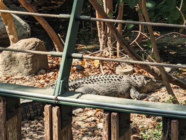 【高雄鼓山】高雄南柴山 - 壽山動物園健行2026365