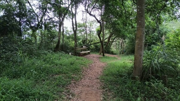 20250607 新竹竹東三山(樹杞林山 - 新具庄山 - 員崠子山)  O型2808903