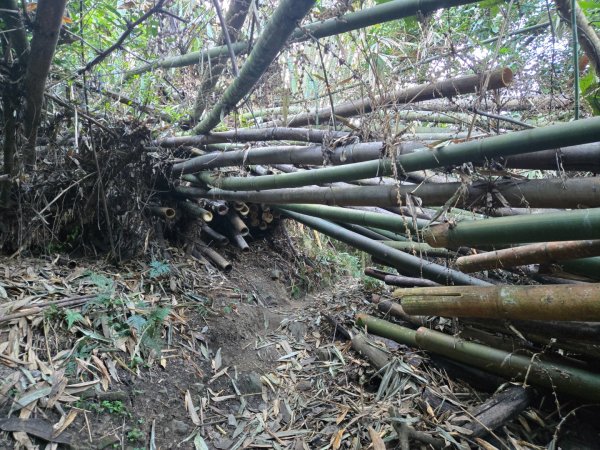 水雲三星～上島山（鳥嘴山）2931226