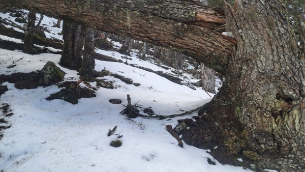 雪山下翠池2421102