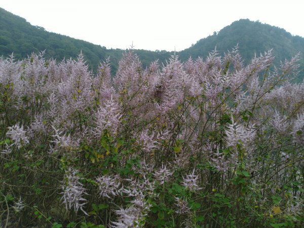 2023-02-26 登嘉南雲峰巧遇草嶺櫻花季2043973