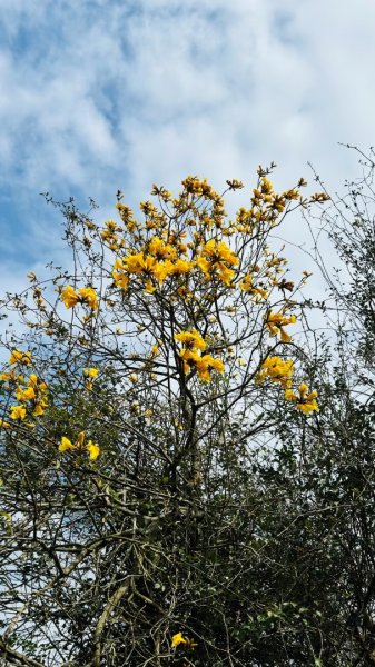 楓樹湖古道、天元宮2809324