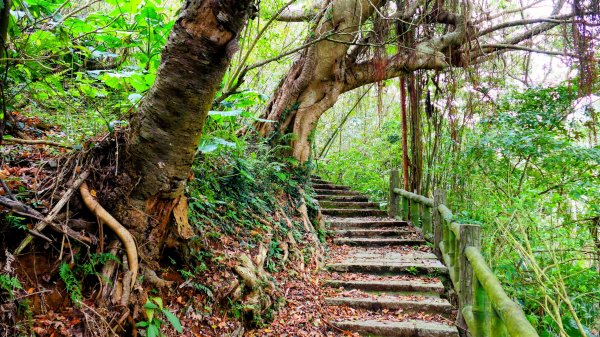 鵝尾梯田櫻花巷2989294