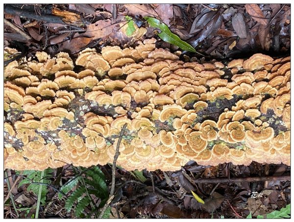 大克山 南稜線A上B下 (卓蘭最高峰)2825483